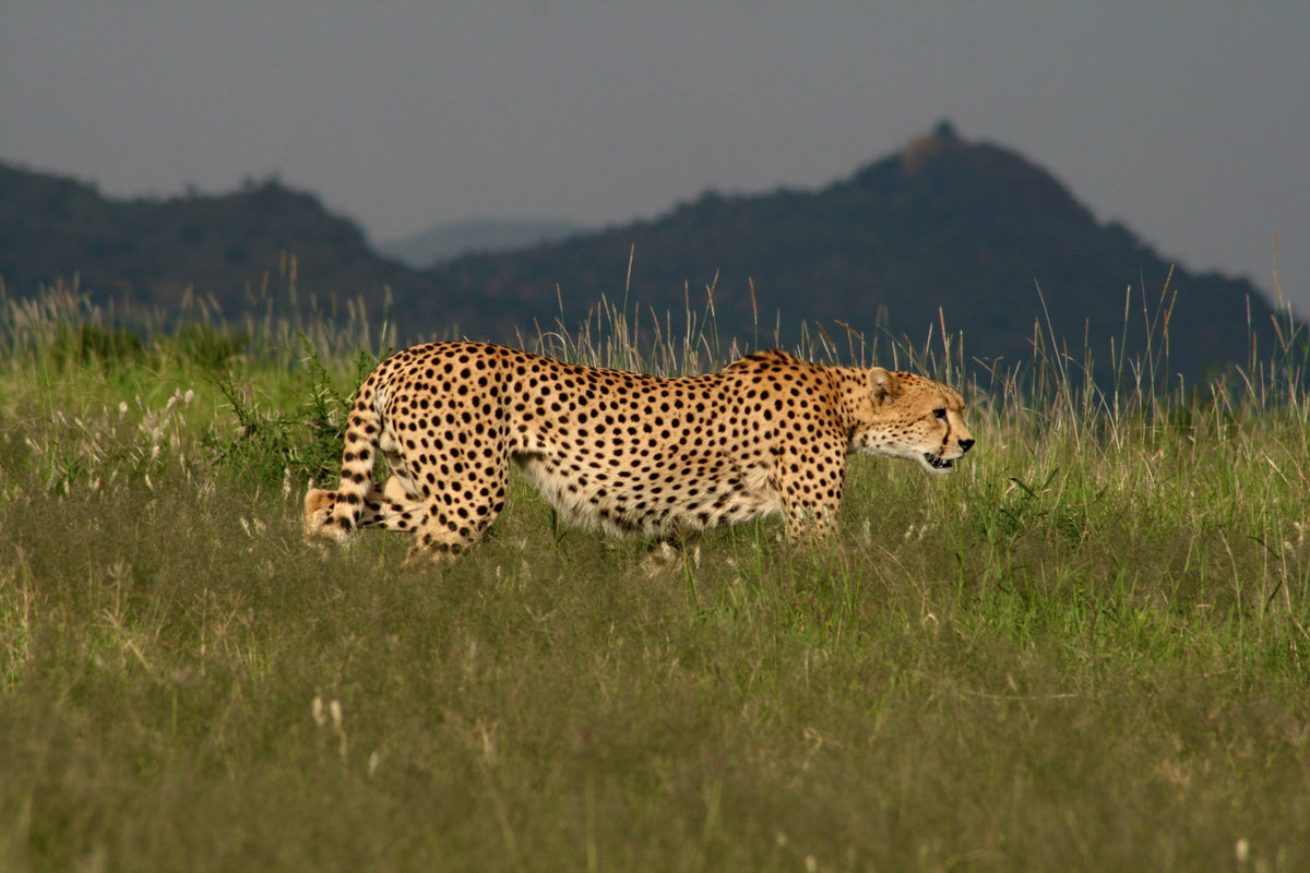 Cheetah standing in a grassy field with mountains in the background