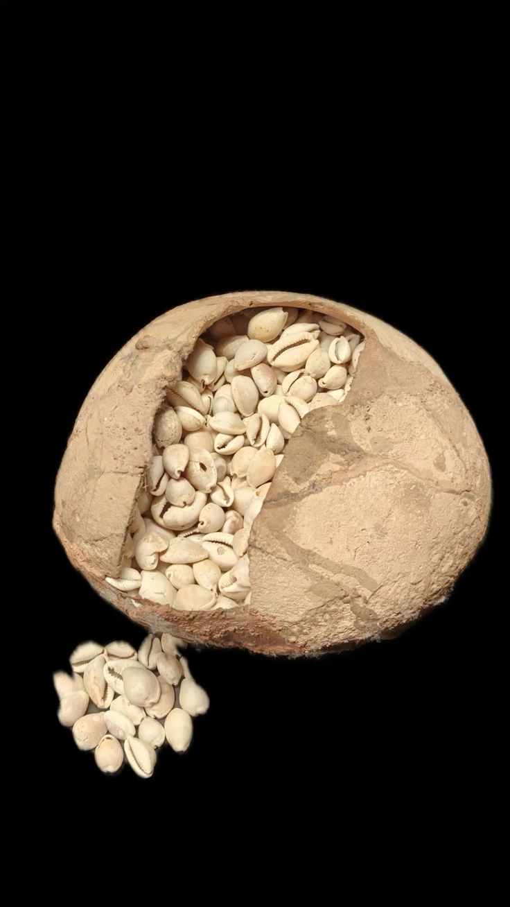 A whole and halved beige nut or seed pod on a solid black background, with cowrie shells spilling out from the open pod.