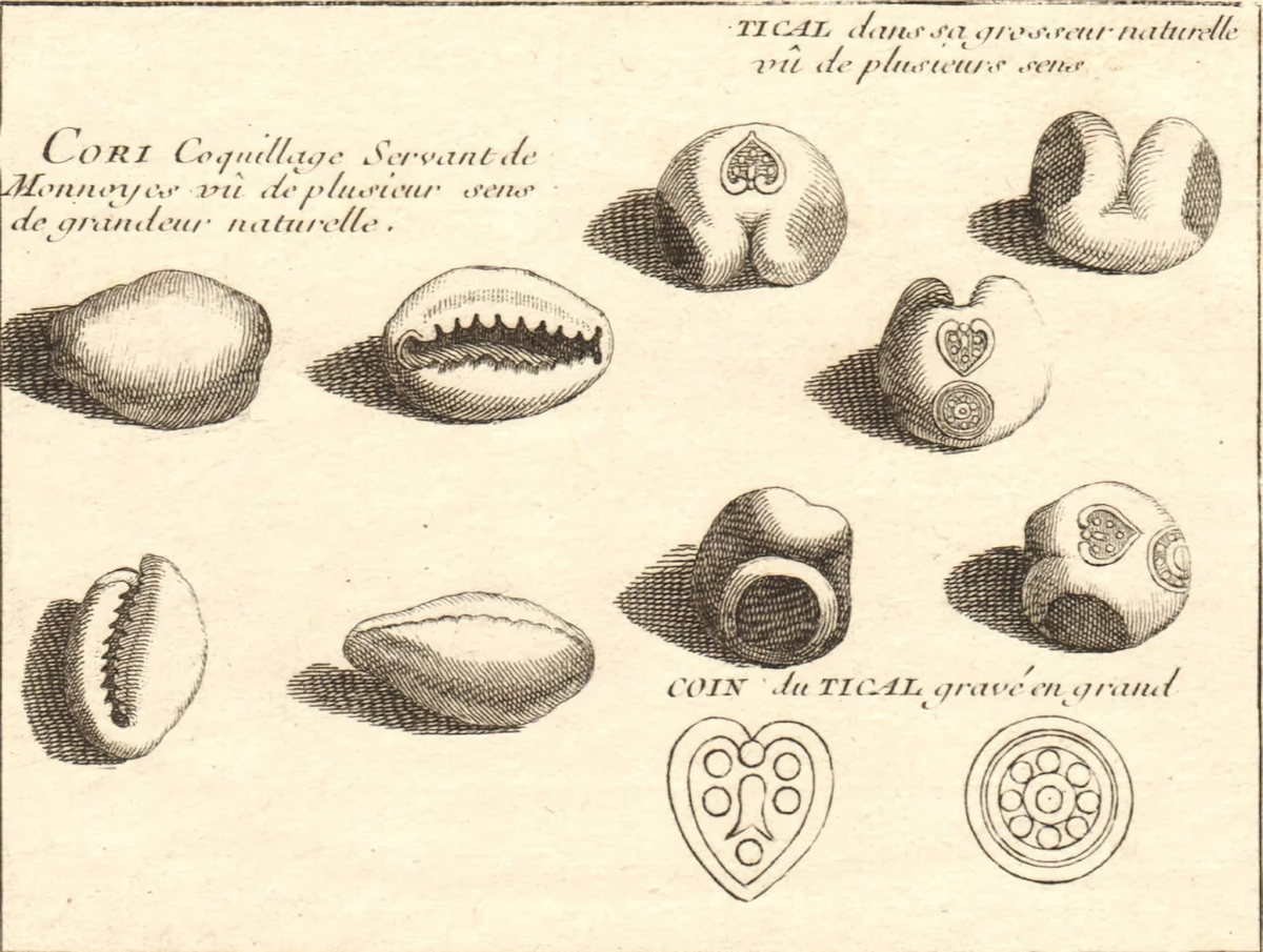 An antique-style engraved illustration showing multiple cowrie shell objects on aged beige paper, with French text labels such as 'CORI Coccinitte' and 'COINS DE TICAL gravé en grand.'.