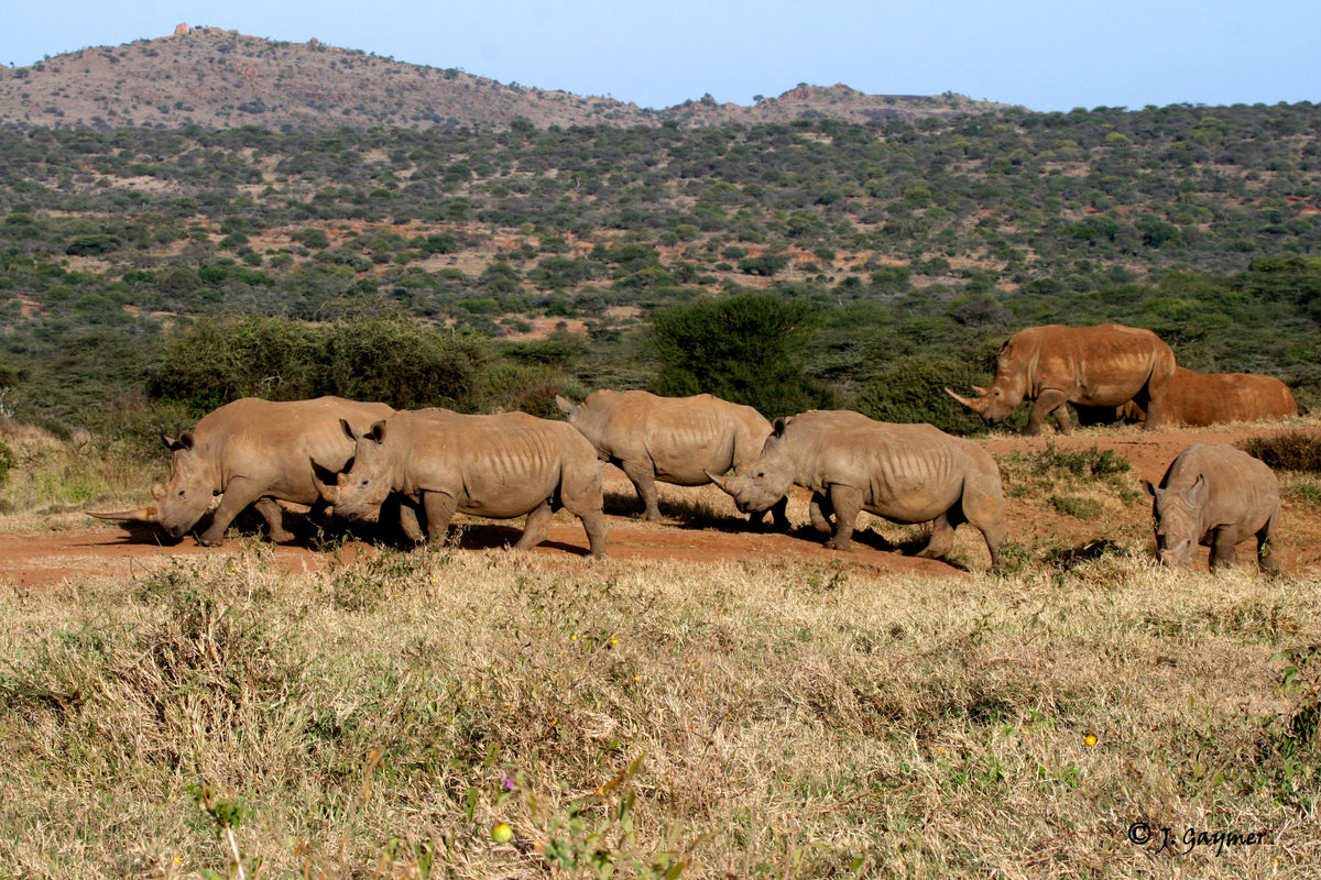 Group of rhinos walking across a grassy landscape with hills in the background