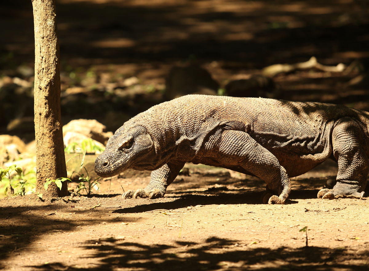 Komodo dragon walking on a forest floor with a tree and foliage in the background