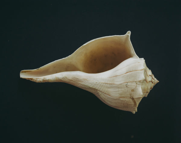 Sustainable Shells: Our Signature