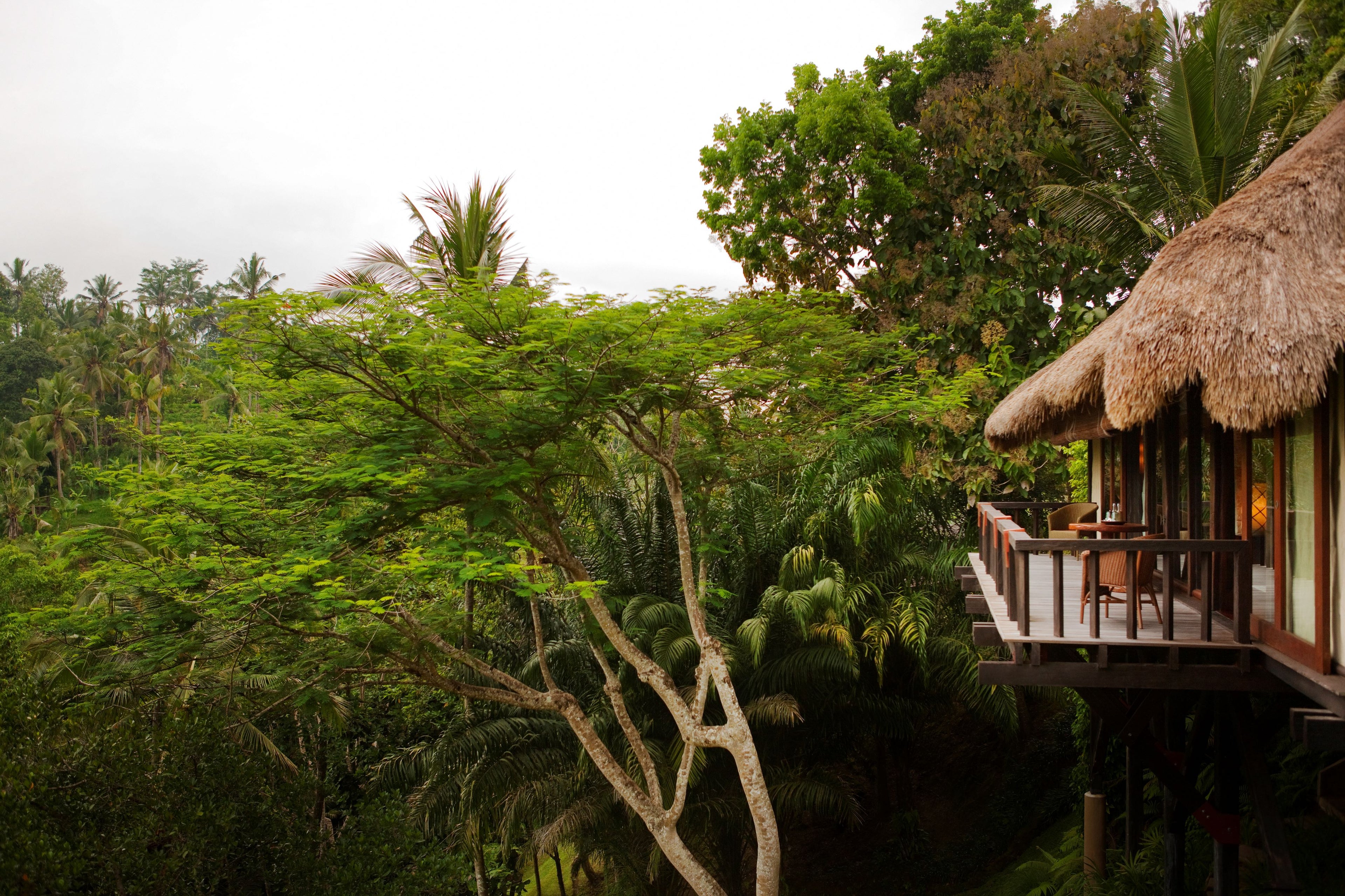 Thatched-roof hut in a lush tropical setting with trees and greenery in Bali