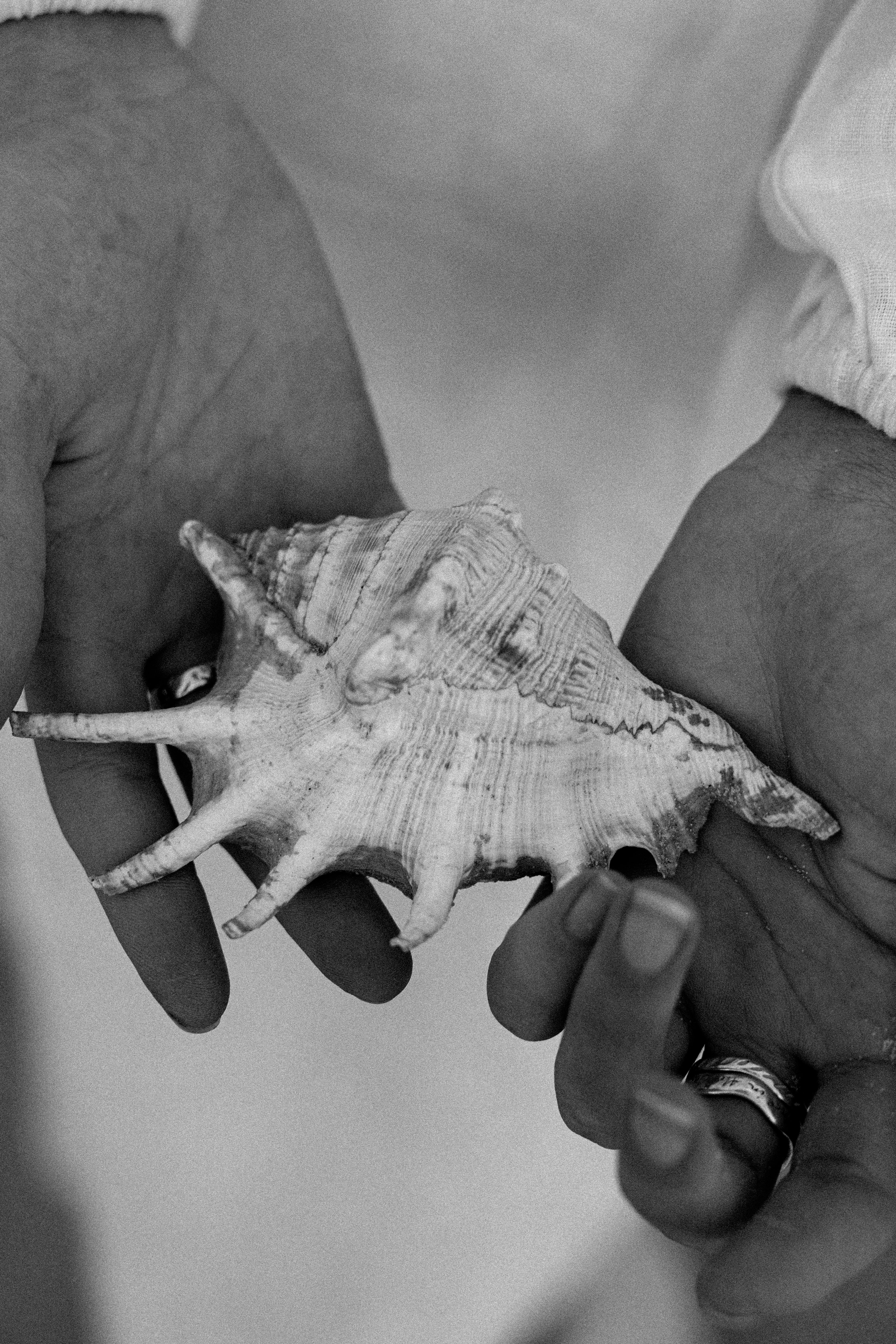 Close-up of hands holding a shell against a neutral background